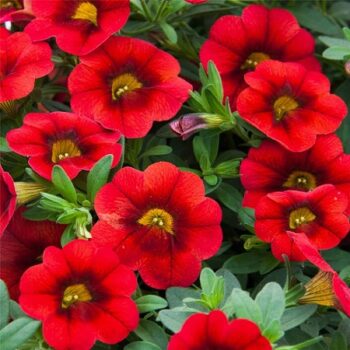 Calibrachoa_cultivars_Calita_Compact_Red_1