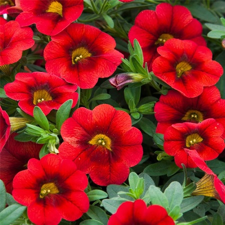 Calibrachoa_cultivars_Calita_Compact_Red_1