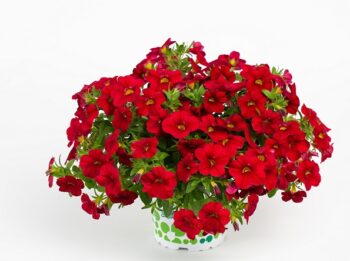 Calibrachoa_cultivars_Calita_Compact_Red_2