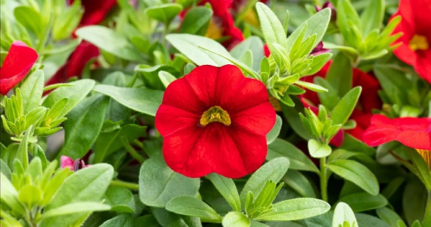Calibrachoa_cultivars_Calita_Compact_Red_3