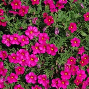 Calibrachoa cultivars - Calita® Compact Rose
