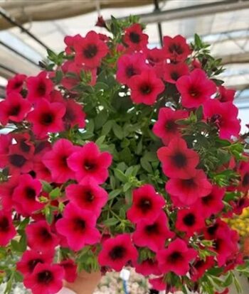 Calibrachoa_cultivars_Calita_Compact_Rose_2