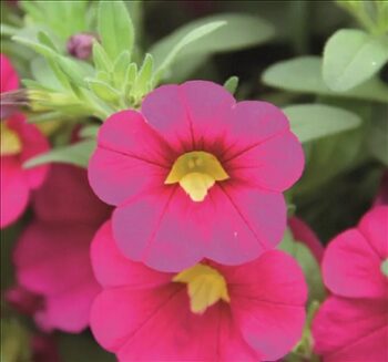 Calibrachoa_cultivars_Calita_Compact_Rose_3