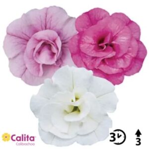 Calibrachoa cultivars - Calita® Double Trio Pink-Snow-Rosy