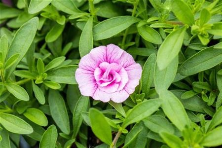 Calibrachoa_cultivars_Calita_Double_Trio_Pink-Snow-Rosy_1