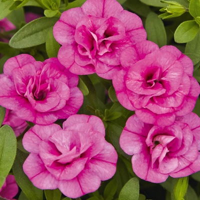 Calibrachoa_cultivars_Calita_Double_Trio_Pink-Snow-Rosy_2