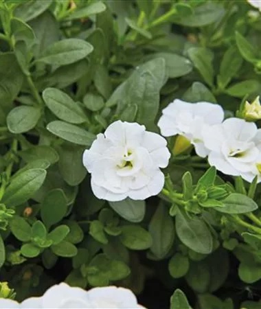 Calibrachoa_cultivars_Calita_Double_Trio_Pink-Snow-Rosy_3