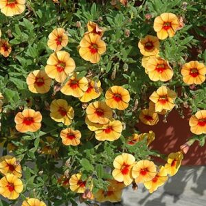 Calibrachoa cultivars - Calita® compact tigereye