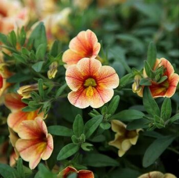 Calibrachoa_cultivars_Calita_compact_tigereye_2