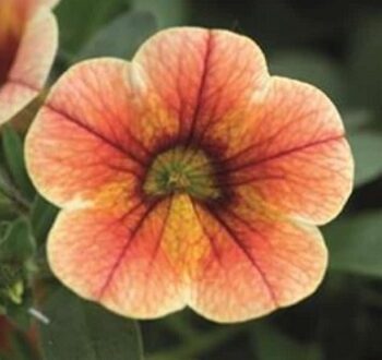 Calibrachoa_cultivars_Calita_compact_tigereye_3