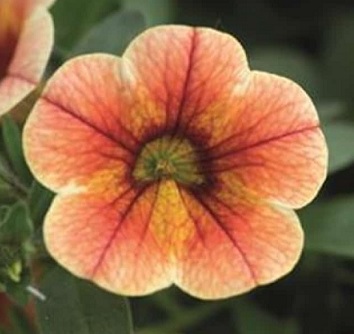 Calibrachoa_cultivars_Calita_compact_tigereye_3