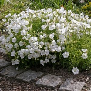 Campanula carpatica pearl white