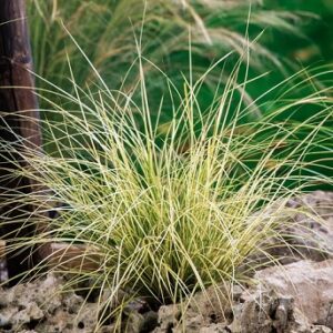 Carex Brunnéa Jenneke