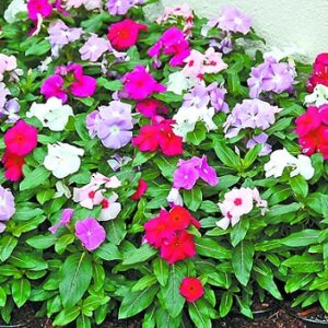 Catharanthus roseus cora mix