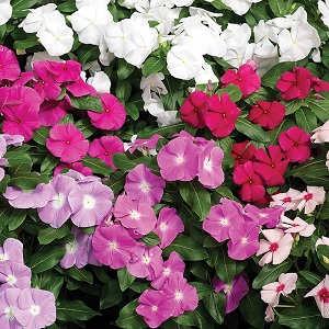 Catharanthus_roseus_cora_mix_1