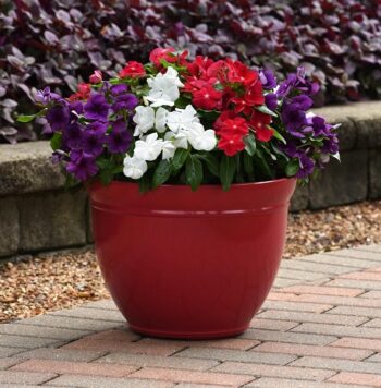 Catharanthus_roseus_tatoo_mix_2