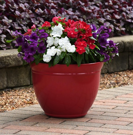 Catharanthus_roseus_tatoo_mix_2