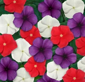 Catharanthus_roseus_tatoo_mix_3