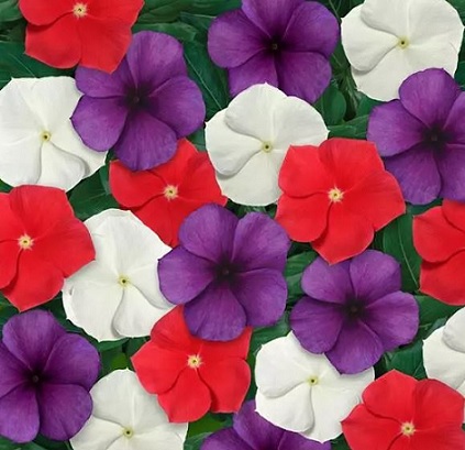 Catharanthus_roseus_tatoo_mix_3
