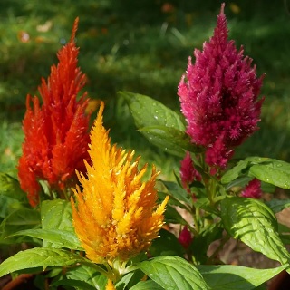 Celosia_argenta_calimba_2