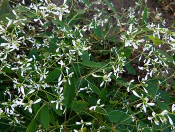 Chamaesyce_hypericifolia_snow_mountain_1