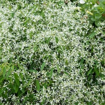 Chamaesyce_hypericifolia_snow_mountain_2