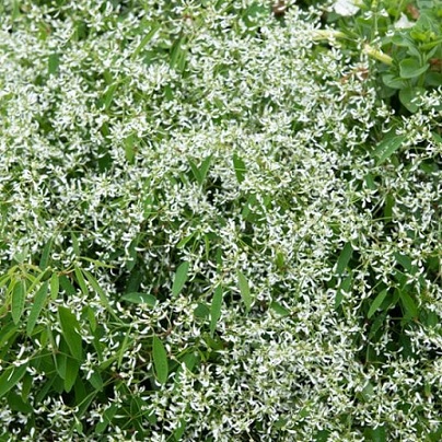 Chamaesyce_hypericifolia_snow_mountain_2