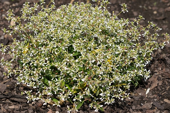 Chamaesyce_hypericifolia_snow_mountain_3