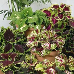 Coleus blumei kong