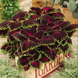 Coleus_blumei_kong_1