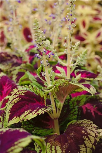 Coleus_blumei_kong_2
