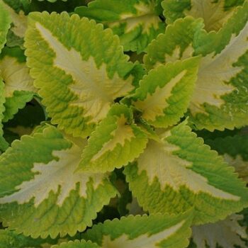 Coleus_blumei_kong_3