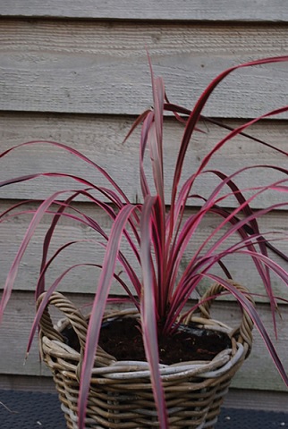 Cordyline_Dance_Paso_Doble_2