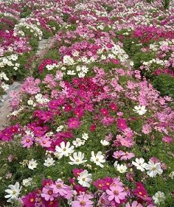 Cosmos bipinnatus mix