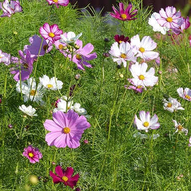 Cosmos_bipinnatus_mix_2