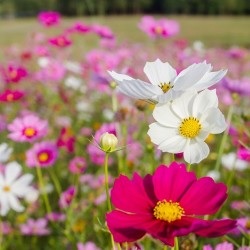 Cosmos_bipinnatus_mix_3