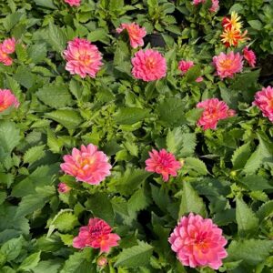 Dahlia x hortensis - Lubega® Power Tropical Punch