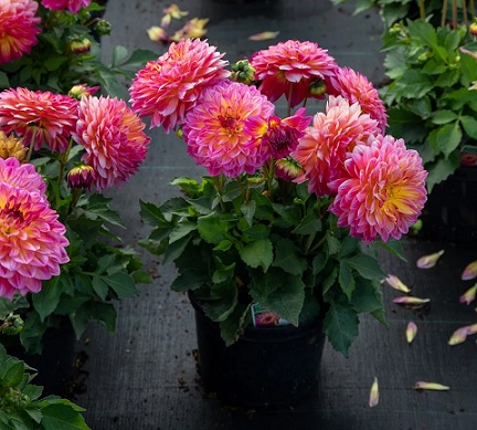 Dahlia_hortensis_Lubega_Power_Tropical_Punch_1