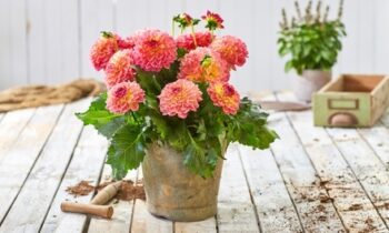 Dahlia_hortensis_Lubega_Power_Tropical_Punch_2