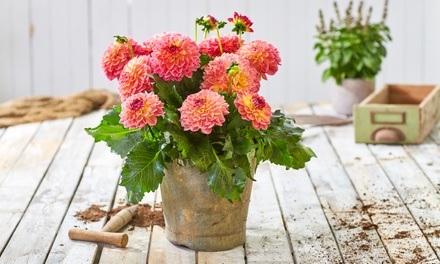Dahlia_hortensis_Lubega_Power_Tropical_Punch_2