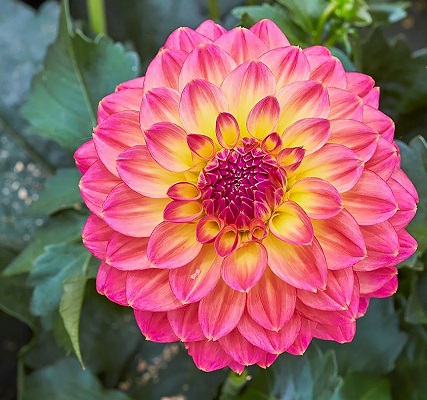 Dahlia_hortensis_Lubega_Power_Tropical_Punch_3