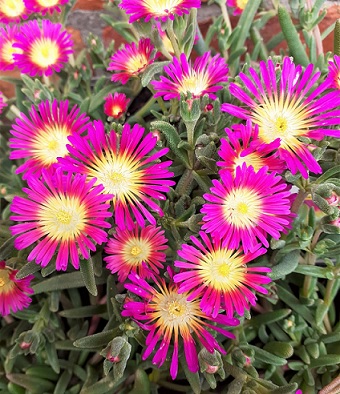 Delosperma_cultivars_suntropics_purple_2