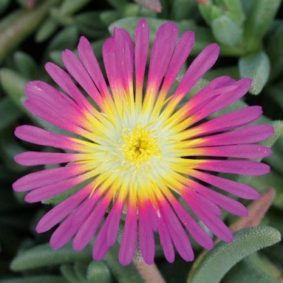 Delosperma_cultivars_suntropics_purple_3