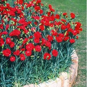 Dianthus caryophyllus sweet pleasure dark red