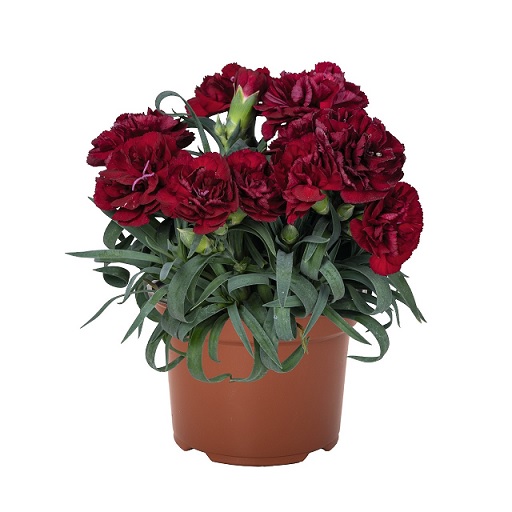 Dianthus_caryophyllus_sweet_pleasure_dark_red_1