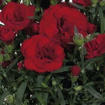 Dianthus_caryophyllus_sweet_pleasure_dark_red_2