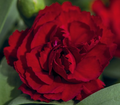 Dianthus_caryophyllus_sweet_pleasure_dark_red_3