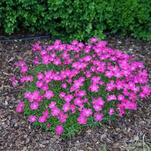 Dianthus superbus tiny pleasure rose