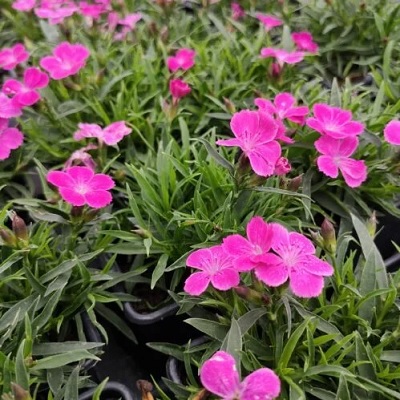 Dianthus_superbus_tiny_pleasure_rose_1