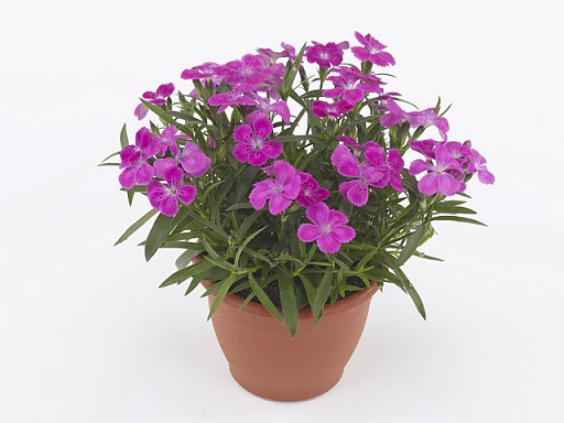 Dianthus_superbus_tiny_pleasure_rose_2